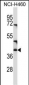 CD1C Antibody (C-term)